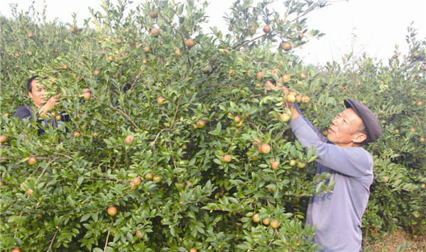 宁乡市良种油茶林超过13万亩