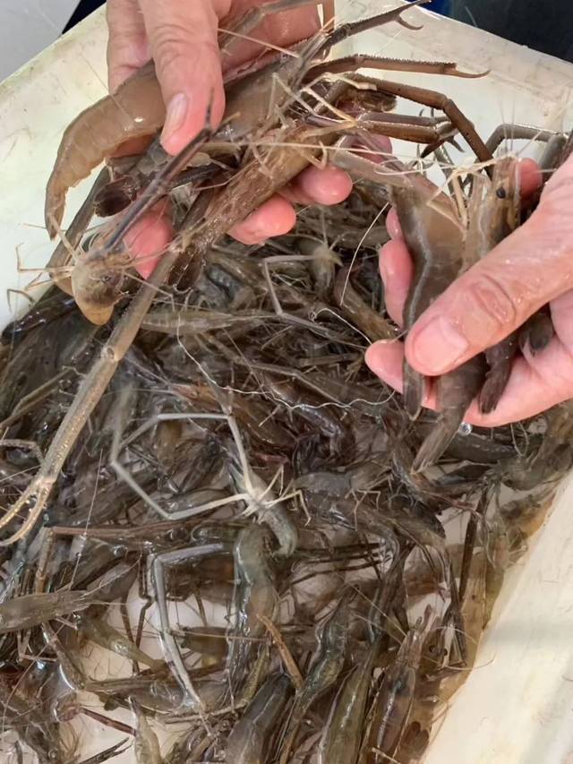 石缝虾 风景如画的三江汇流胜地水流喘急 生长在石缝中的河虾 用一钳