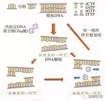 改变世界的PCR——聚合酶链式反应