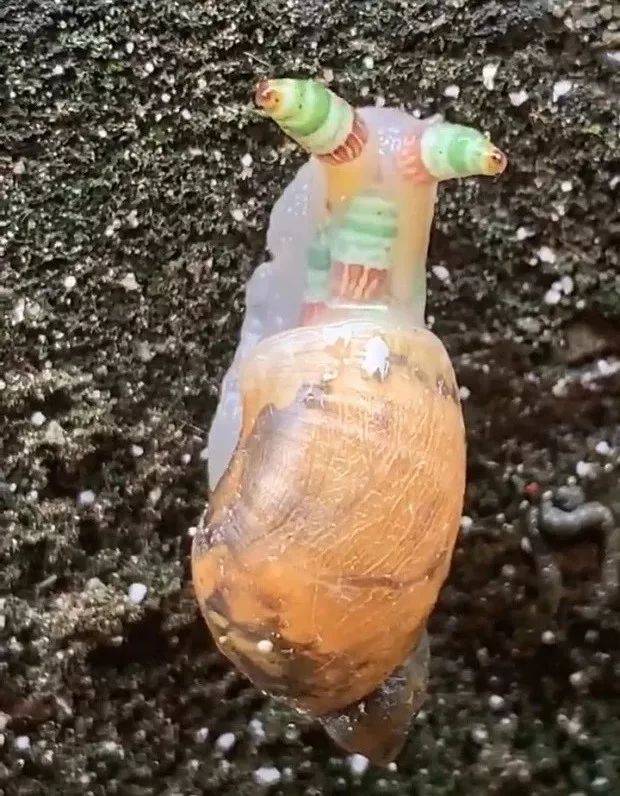 台湾出现“僵尸蜗牛”!专家称蜗牛肉体已被控制，行为简直龌龊
