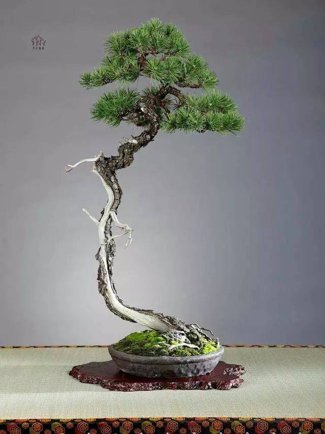 爱木盆景i值得收藏的松树盆景入手简单的文人树型参考