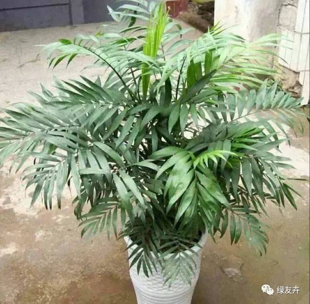 室內養什麼植物好?袖珍小椰子枝葉秀美,四季常綠,觀賞性強_手機搜狐網