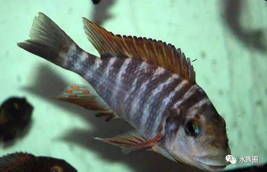 三湖之坦湖灵魂龙王,3米坦湖龙王主题巨缸,收下膝盖!