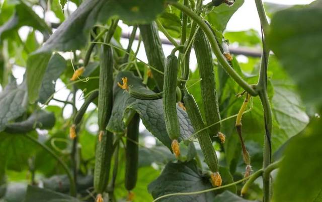 这15个让蔬菜增产的技巧,您用了几个?_手机搜狐网