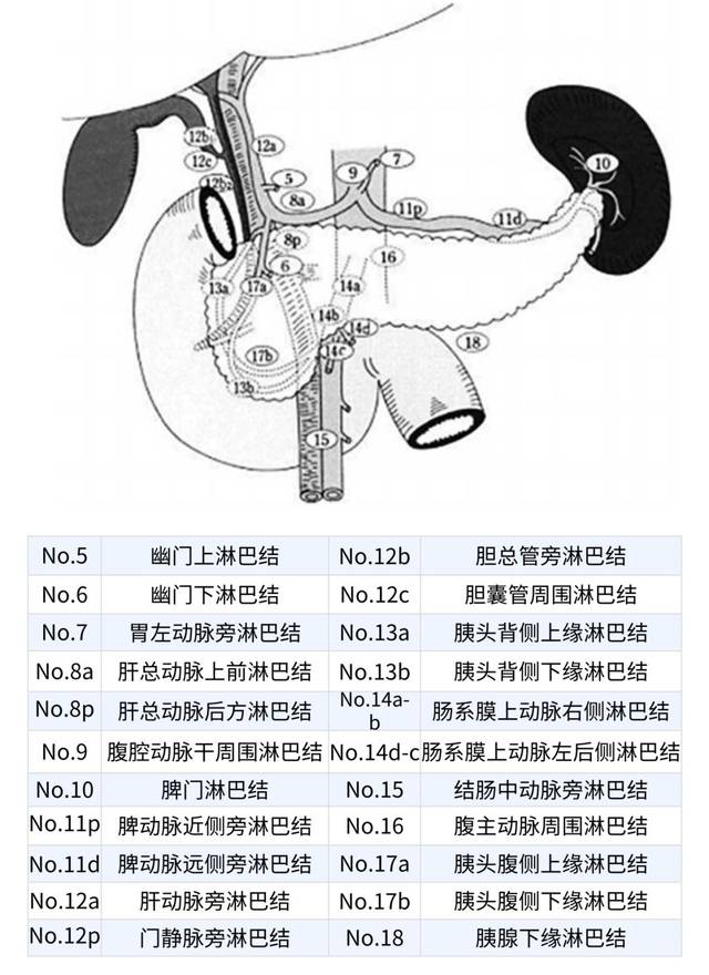 胰周淋巴结分组示意图 图片来源 网络