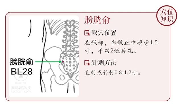 膀胱俞的准确位置图片图片