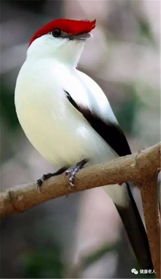 最罕见的鸟类照片见者有福了真是太漂亮了