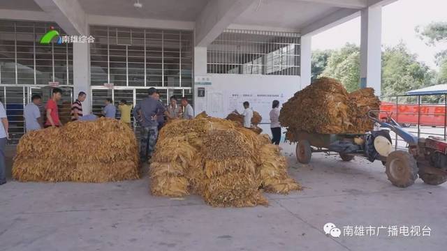 南雄菸葉收購正當時,均價.