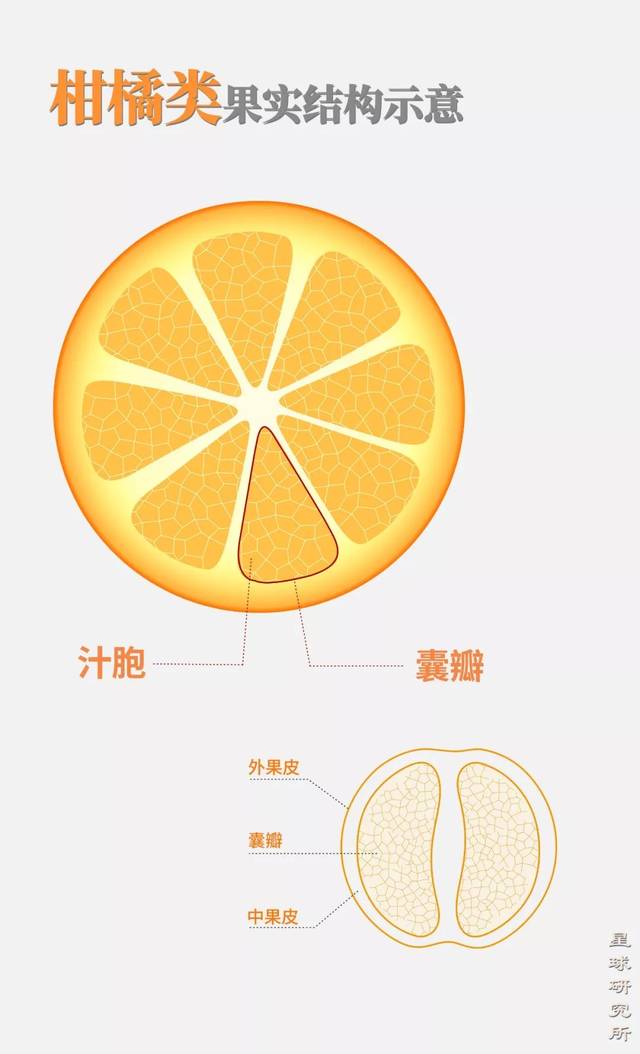 为特征 即围绕中轴发育多个囊瓣 囊瓣内富含汁液 (柑橘类果实结构