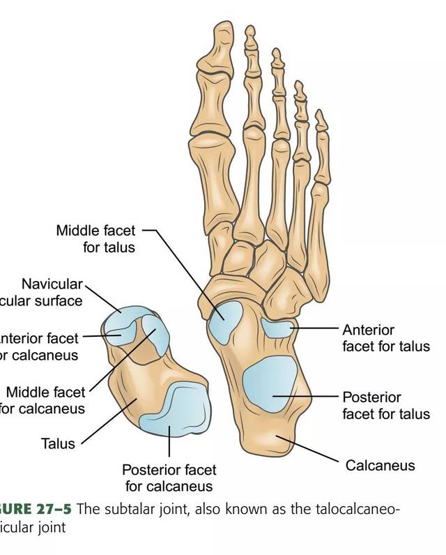 距下关节subtalar joint 