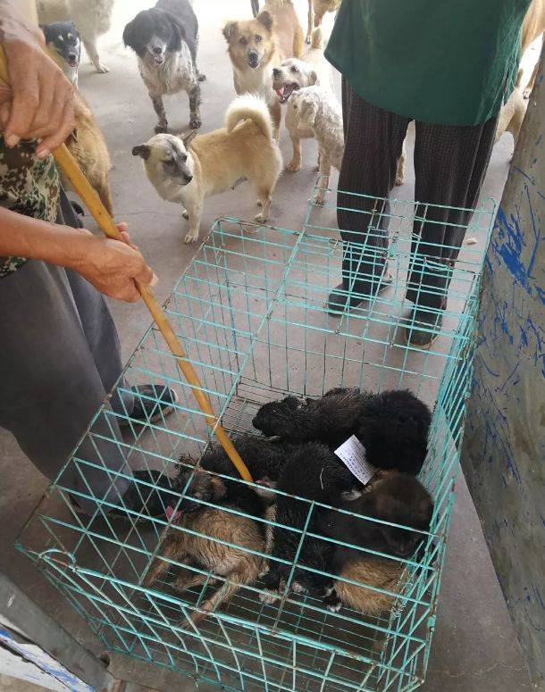 渭南城区一小区抓了20只流浪狗!民警:无证,不牵引.或将强制收缴