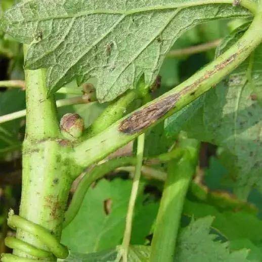 18种葡萄常见病害图谱及防治措施!