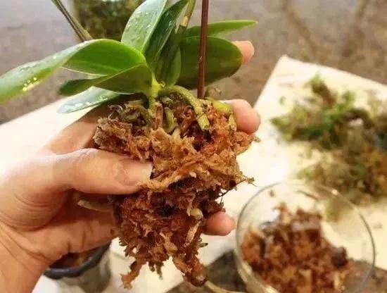 原创水苔用来压条繁殖和水培特好用,很多人舍不得用,埋藏了很多技巧