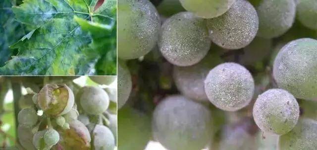 代森锰锌;啶氧菌酯;代森锰锌 甲霜灵;嘧菌酯;双炔酰菌胺;烯酰吗啉,或