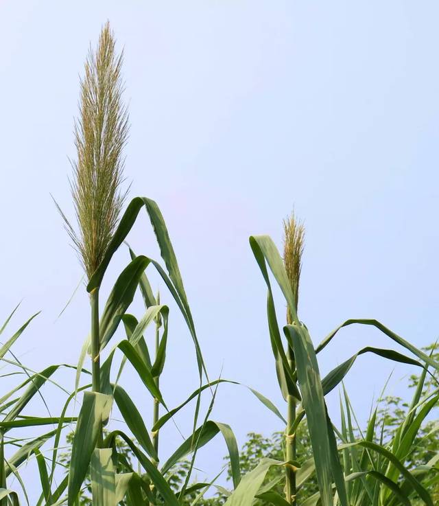 芦苇 芦竹 傻傻分不清楚 芦竹是竹子还是芦苇 挽美网