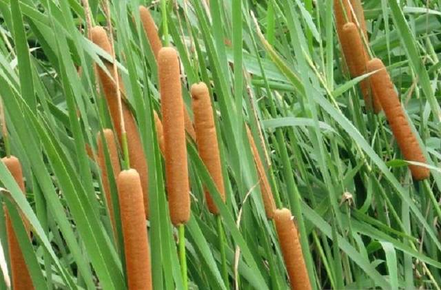 也有不少人喜欢吃野菜野果,还有些野菜野果甚至还有药用价值,不过在