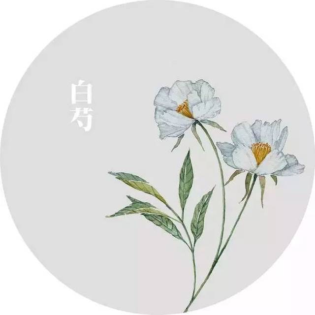 芍药简笔画图片带颜色图片