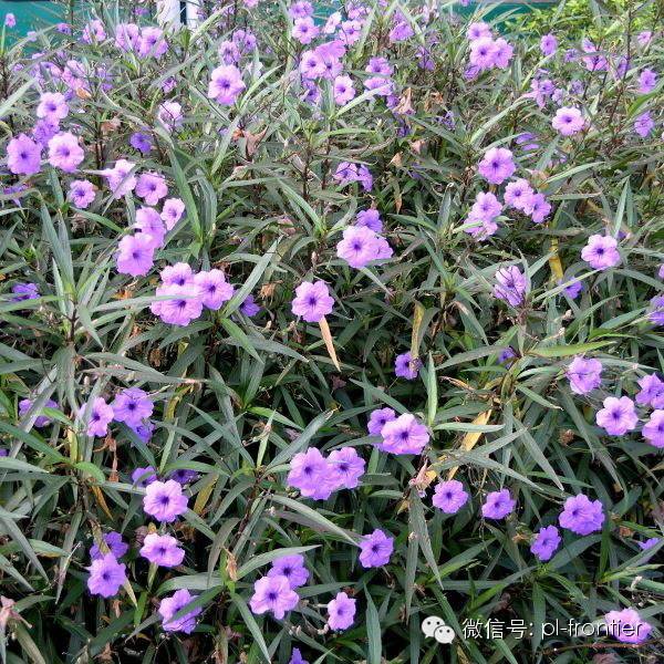 『收藏』植物设计师常用的地被草花之精品图文,值得拥有!