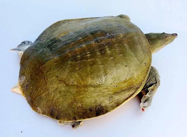 【广宁县绥江金边黄沙鳖】本土品种,适应性强_手机搜狐网