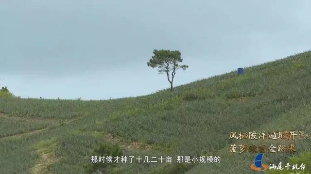 汕尾电视台报道!陆丰陂洋镇,被誉为水果之乡