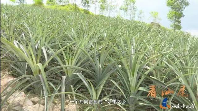 汕尾电视台报道!陆丰陂洋镇,被誉为水果之乡