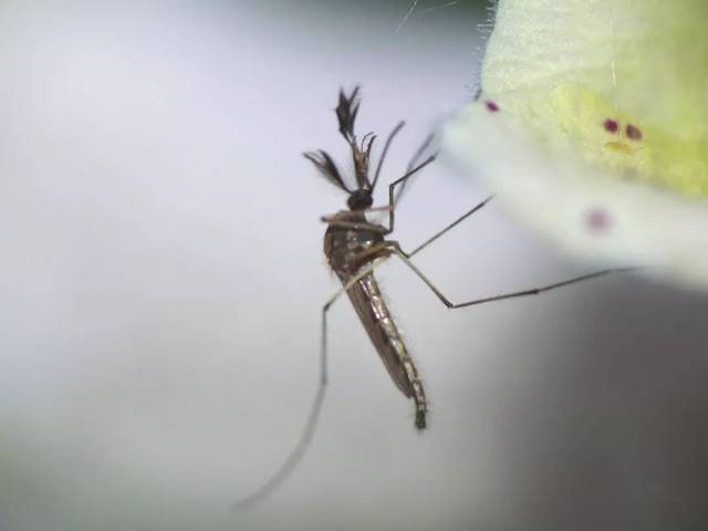 【疾控探秘】秋后蚊子"嘴开花"?其实叮人更狠啦!