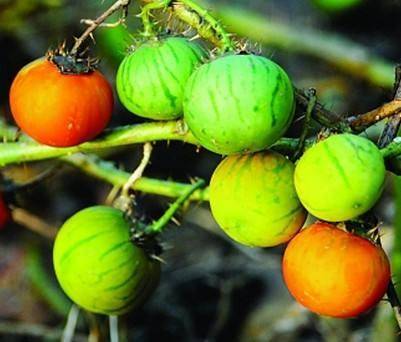 农村这种植物,果实像番茄,儿时只拿它当玩具,如今才知价值高