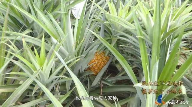 汕尾电视台报道!陆丰陂洋镇,被誉为水果之乡