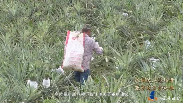 汕尾电视台报道!陆丰陂洋镇,被誉为水果之乡