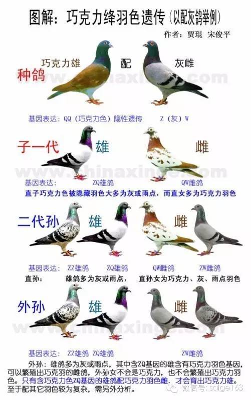 解绛鸽羽色遗传(收藏)_手机搜狐网