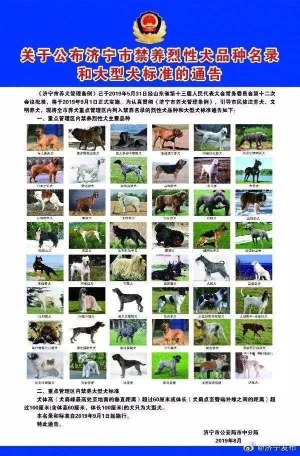 9月1日起,这48种烈性犬济宁市区内不让养了