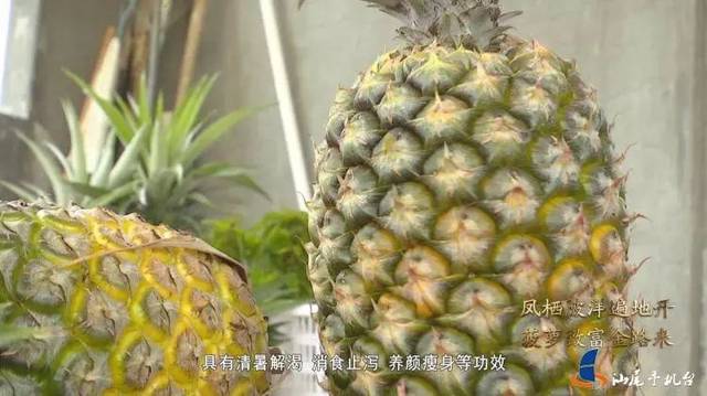 汕尾电视台报道!陆丰陂洋镇,被誉为水果之乡