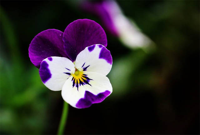 世界上最小的花是什麼花(客廳適合養什麼花和植物好風水)