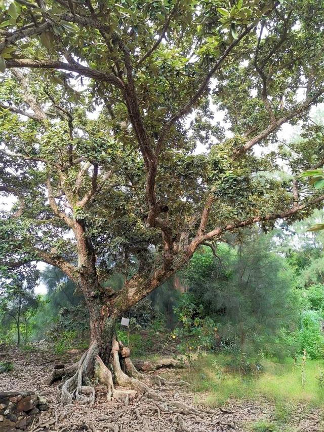 天然银叶树群落 已被列为重点保护对象 这里的银叶树 每一棵树龄都上