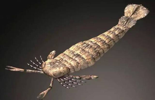 板足鲎,古生代海洋的顶级掠食者,在一次次打击中总能涅盘重生!