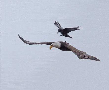 442_367gif 动态图 动图