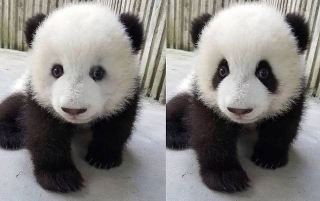 简单来说,就是这只熊猫得了白化病 而关