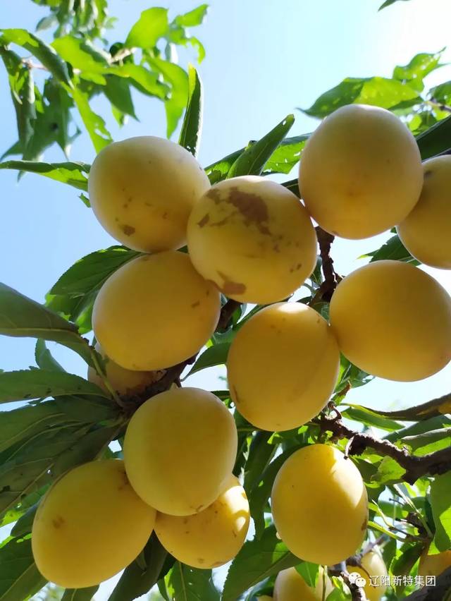 香蕉李子成熟啦!_手机搜狐网