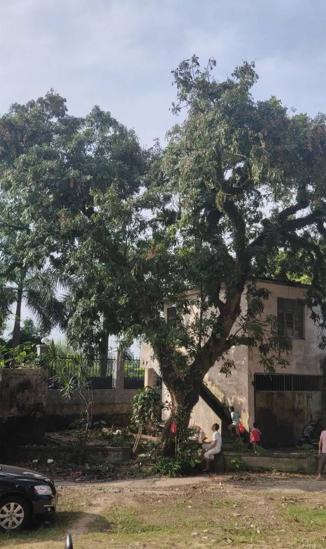 看着吓人!钦州一大爷拿着蛇皮袋,爬十多米高的龙眼树摘果