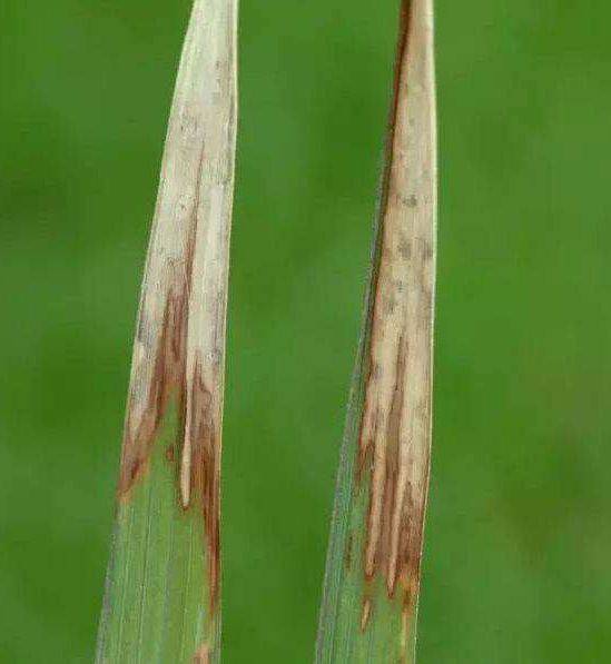 水稻白叶枯病病原类型图片