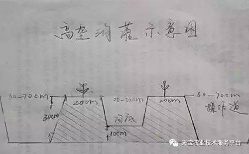 垄距示意图图片