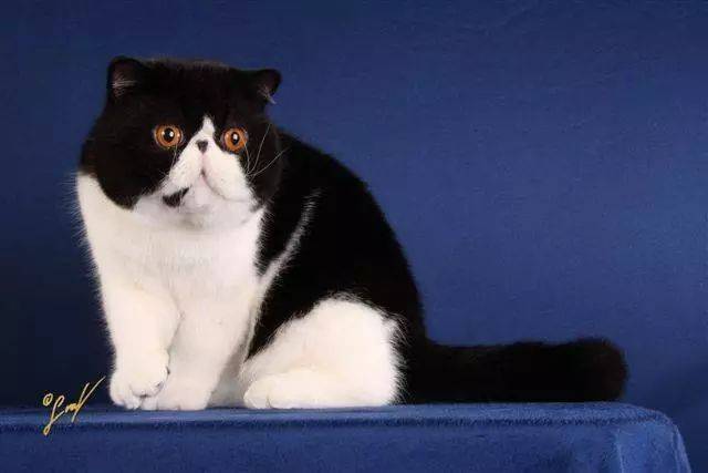 原来,加菲猫只是一个名字.这么多年,是我错了.