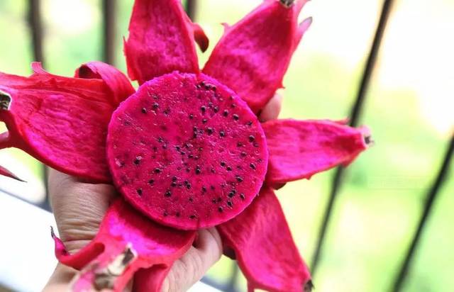 带上剪刀自己去采摘 在园内穿梭 寻找你最喜欢的那一个"红太阳" 左手