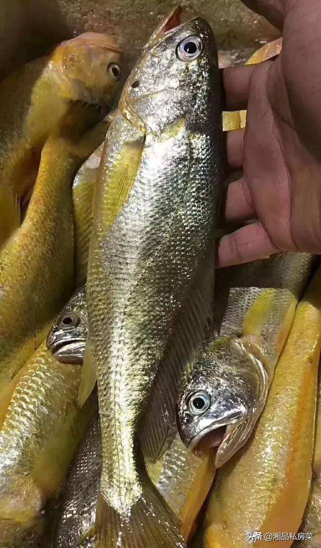 你知道海鲜都是怎么样打捞上来的吗网友惊呼大开眼界