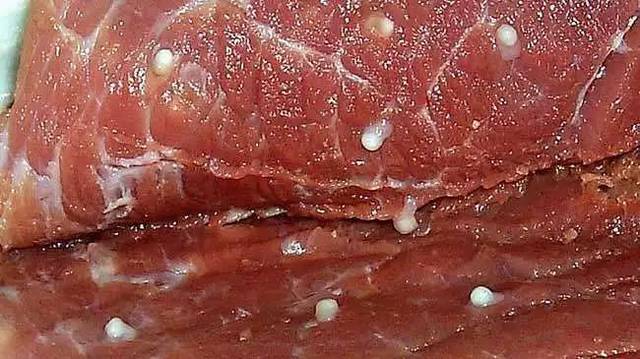 特别是以前常说的 "米猪肉" 肥瘦肉之间长满小疙瘩 绦虫的虫卵,也叫囊