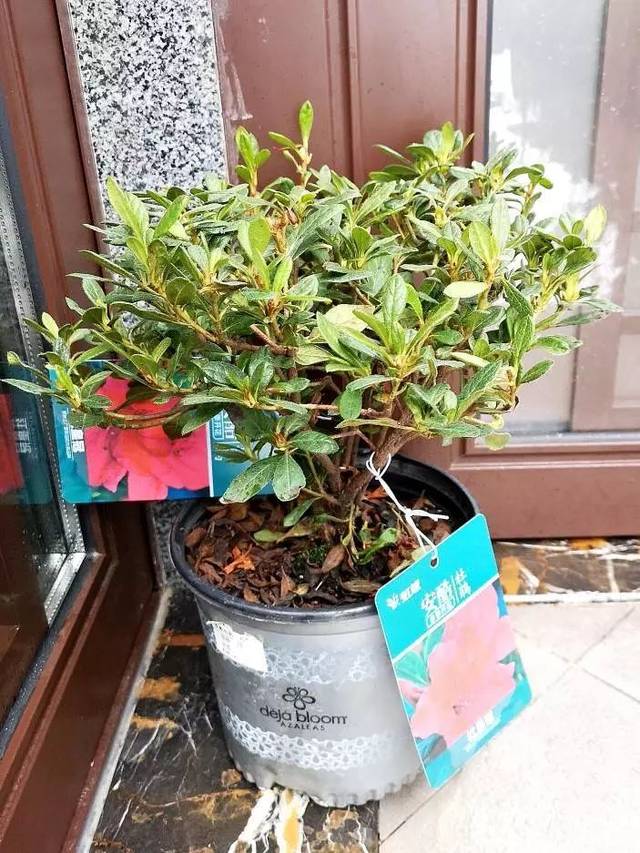 试种报告 | 安酷杜鹃耐寒性测试总结