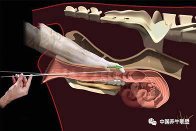 牛人工授精插管图解图片