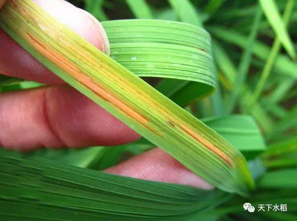 揭秘毁灭性病害——水稻细菌性条纹病!
