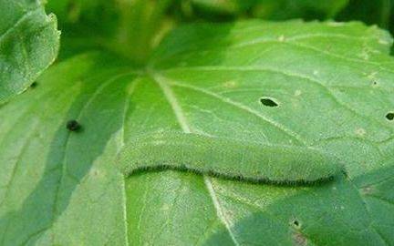 菜青虫找妈妈朵妈讲故事no572