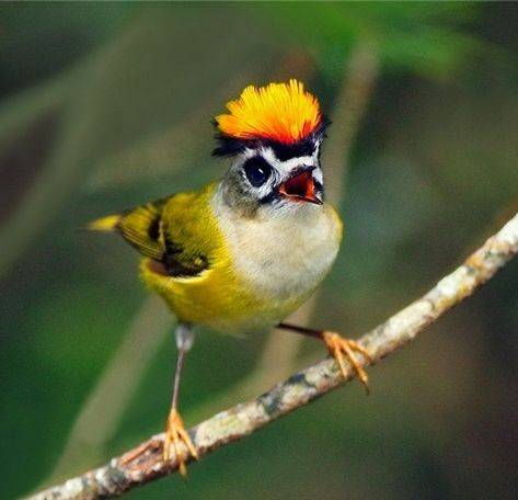 野外发现迷你鸟儿头戴菊花，竟是“世界上永远也看不够的鸟''_手机 